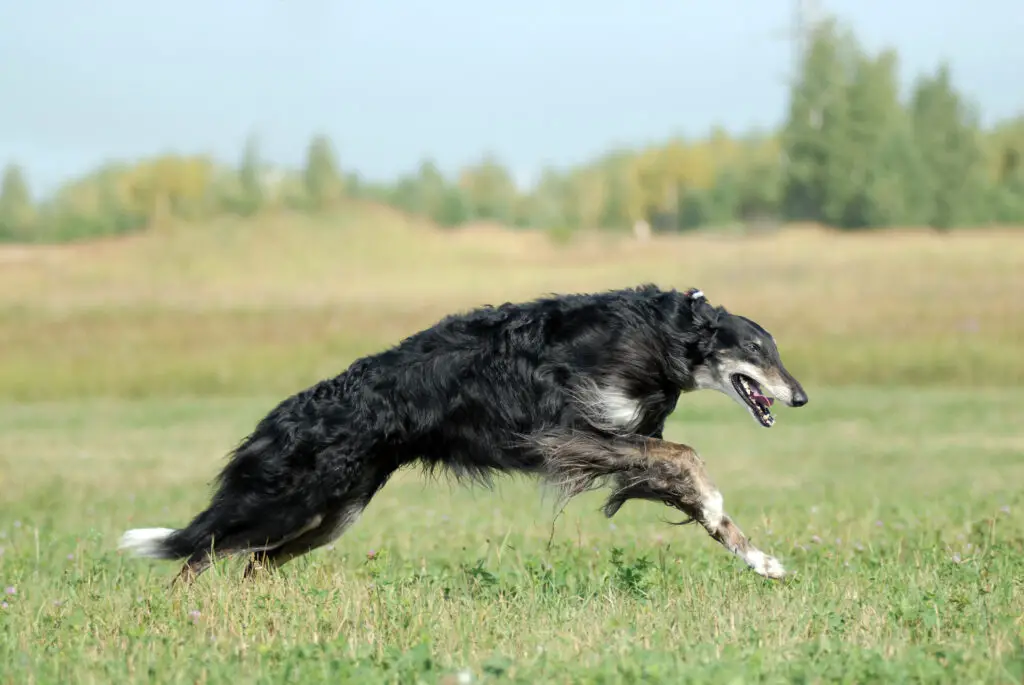 Black borzoi running at full speed. Borzoi Silken Windhound