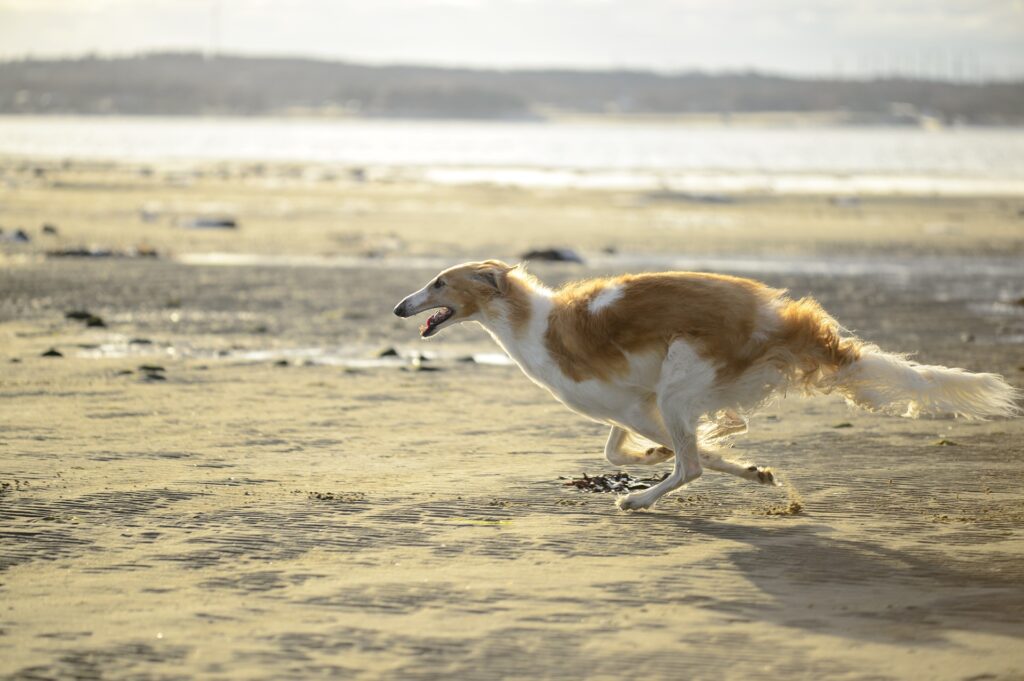 borzoi running on sand