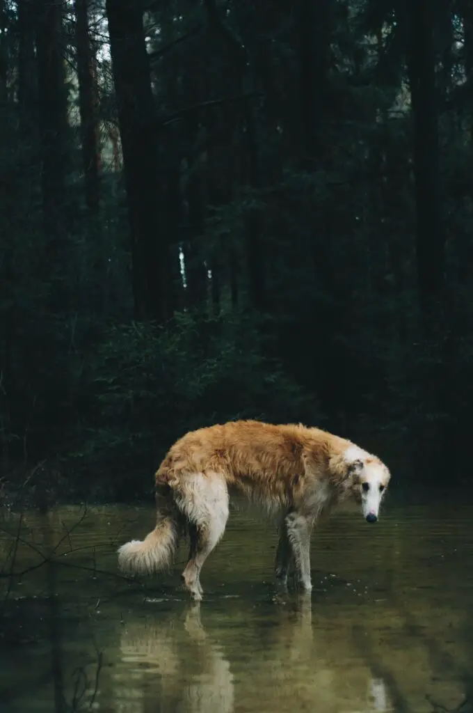 Borzoi standing in water. prior to borzoi hunting wolves