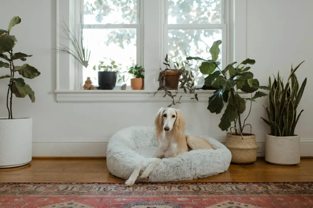 saluki laying on a dog bed near plants
