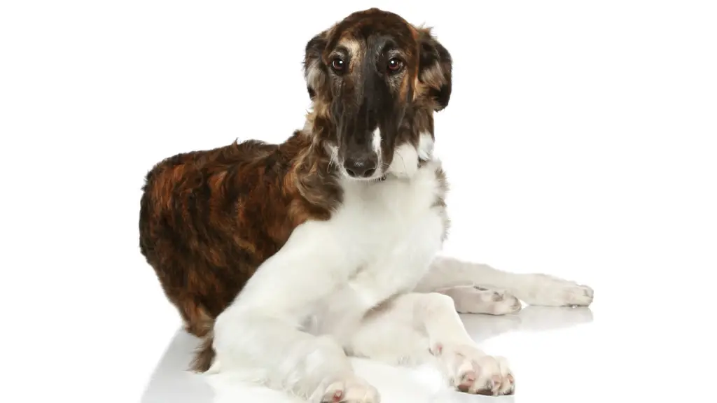 Brown and white borzoi puppy resting.  Socialize your dog to other pets and children