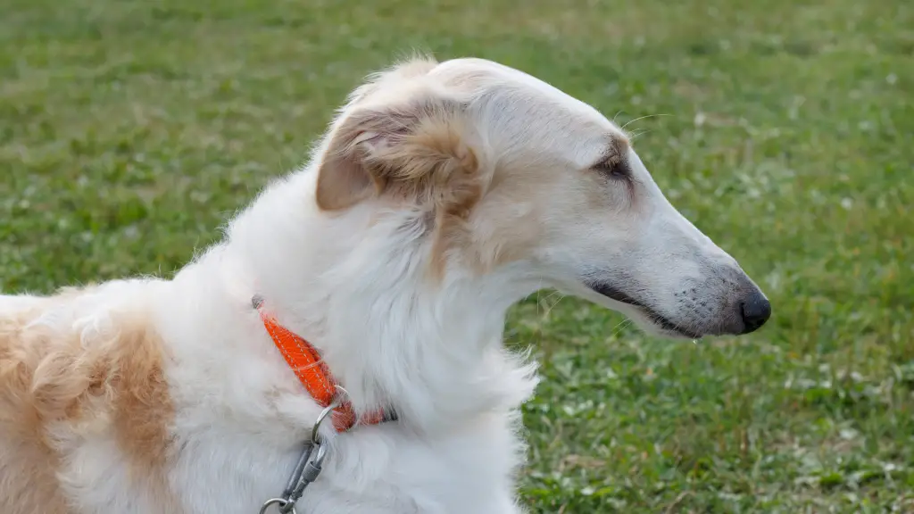 Brown and white borzoi profile view.  How much exercise does a borzoi puppy need? A lot!