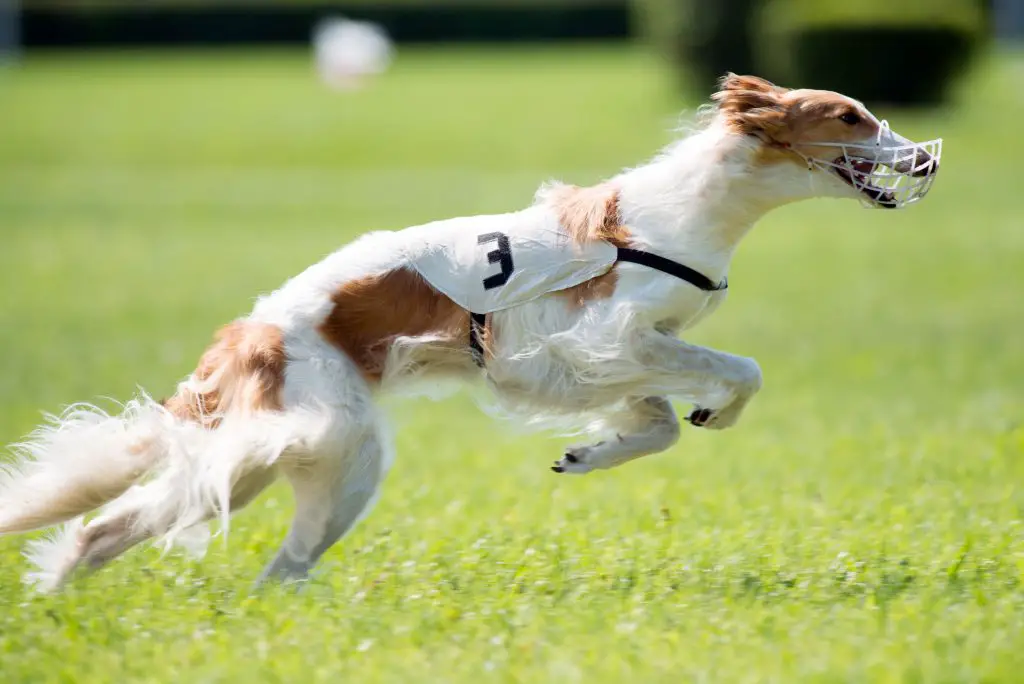 borzoi with muzzle racing in lure coursing