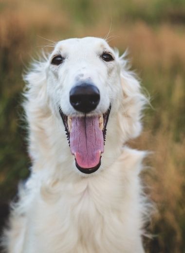 What Head of Borzoi Dog Looking at camera with mouth open