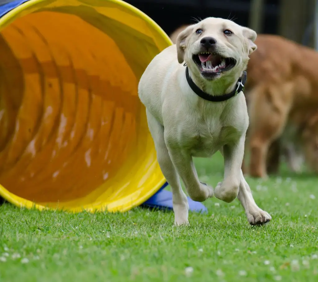 dog running through agility tunnel