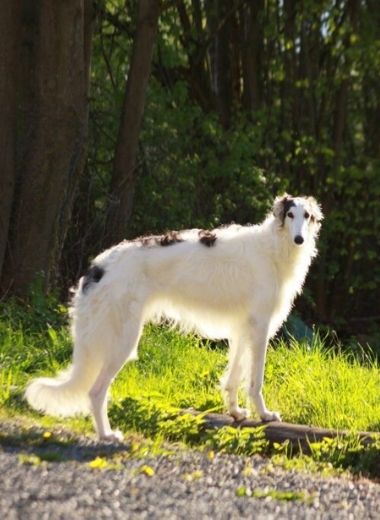 Borzoi Dog Side View  Long white coat-b lack ear marks on back.  What Does a Borzoi Dog Look Like?