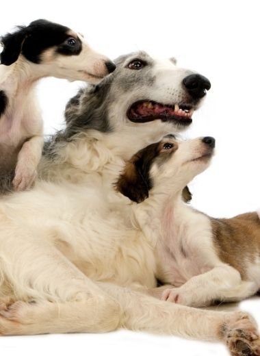 Borzoi puppies with their mother