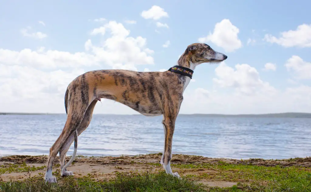 spanish greyhound standing near water