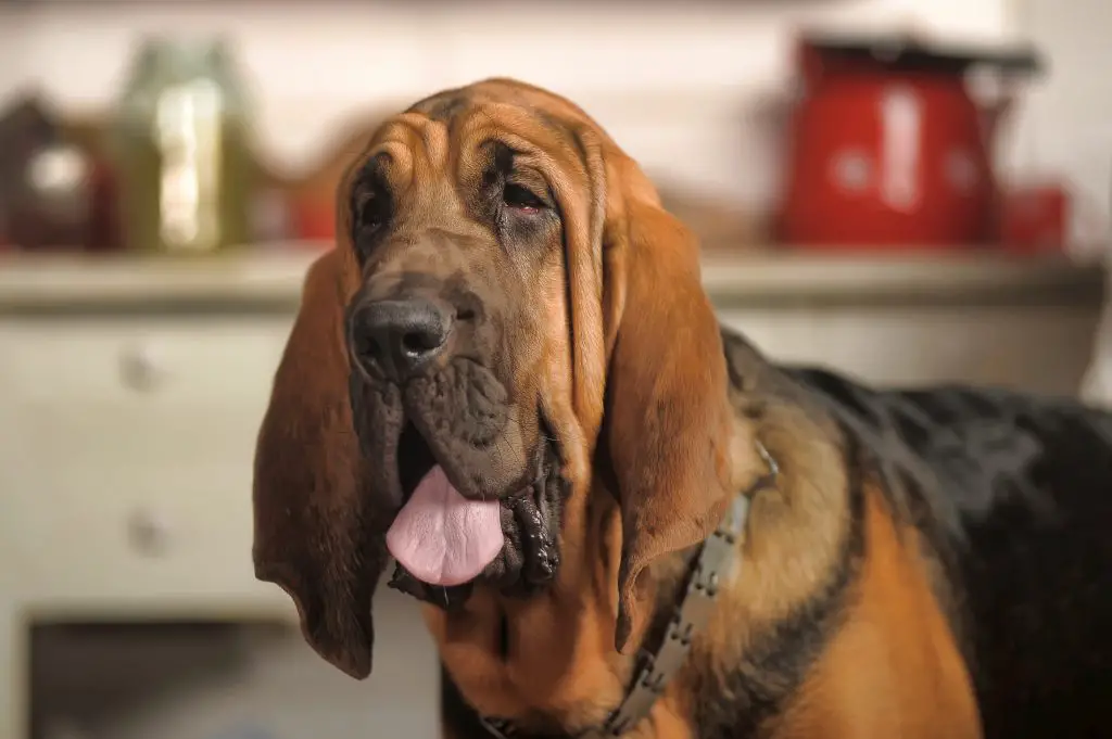 bloodhound puppy panting