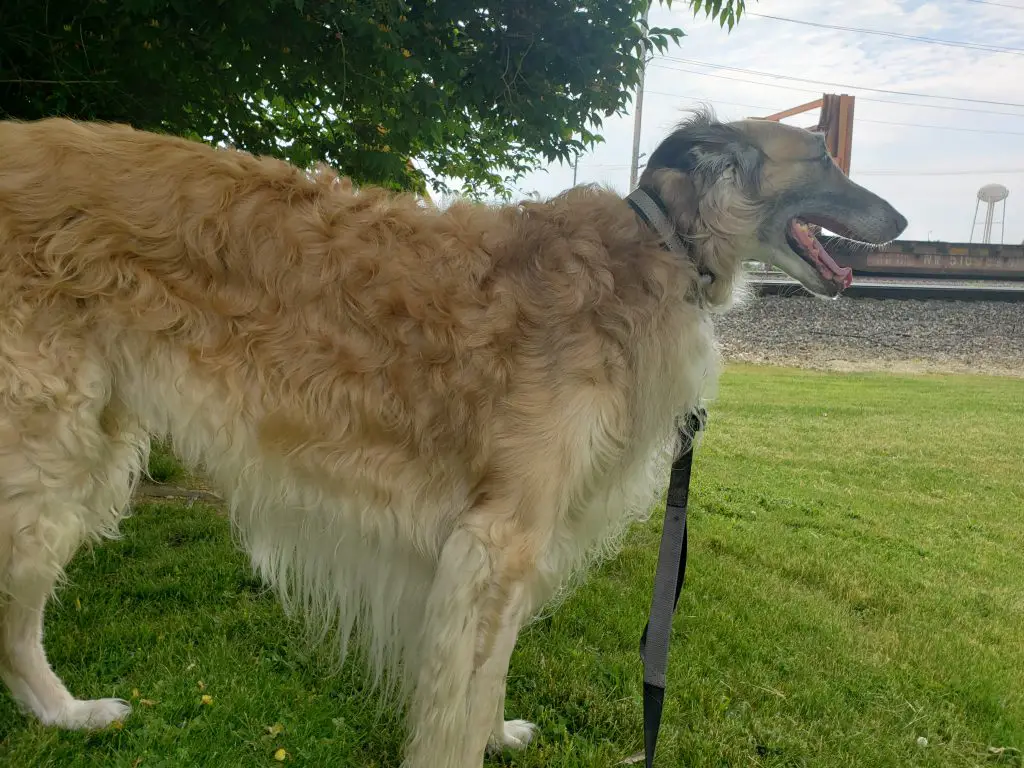 borzoi standing outside on leash
