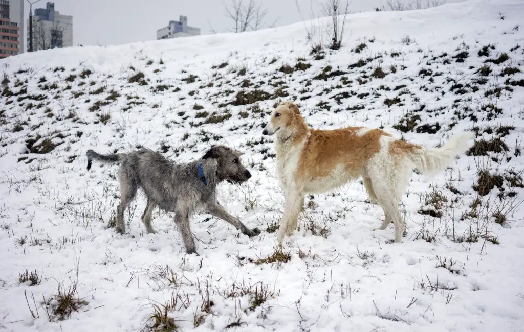 borzoi vs irish wolfhound playing in the snow