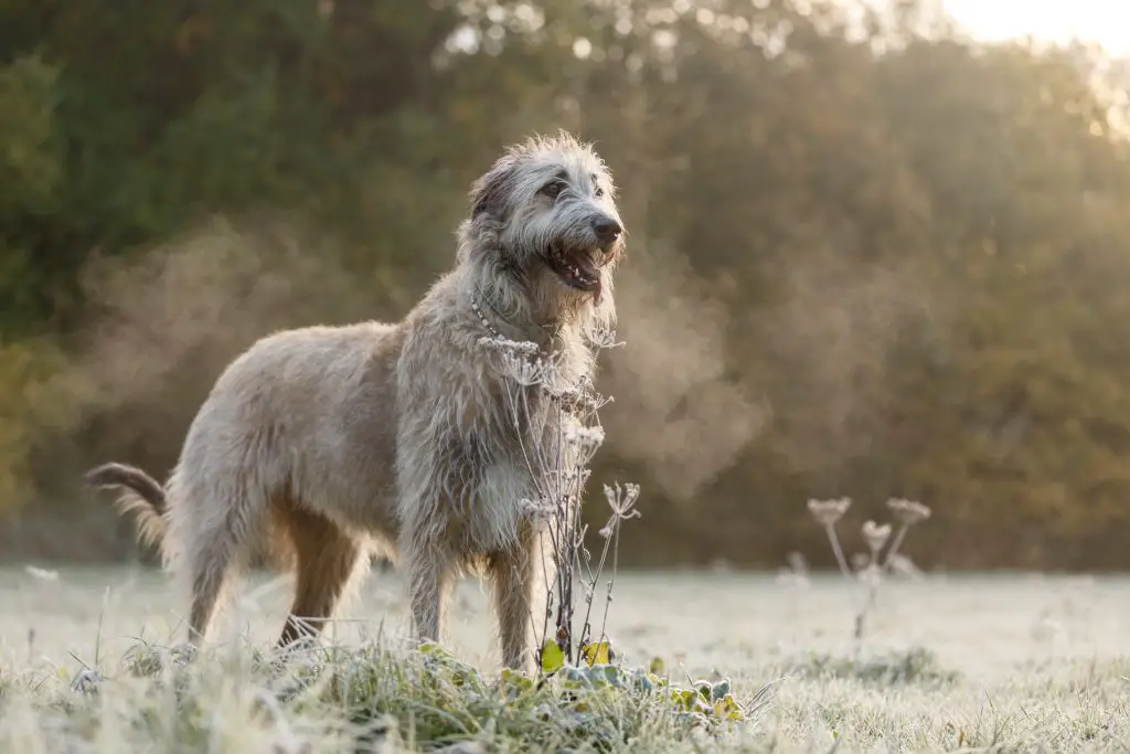 irish wolfhound standing in a field