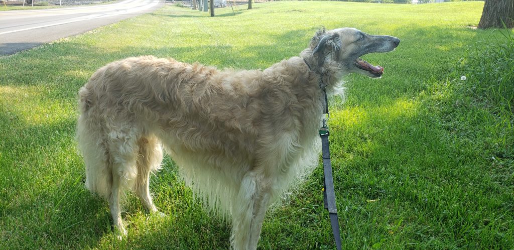 Borzoi Brown and White Coat Colors