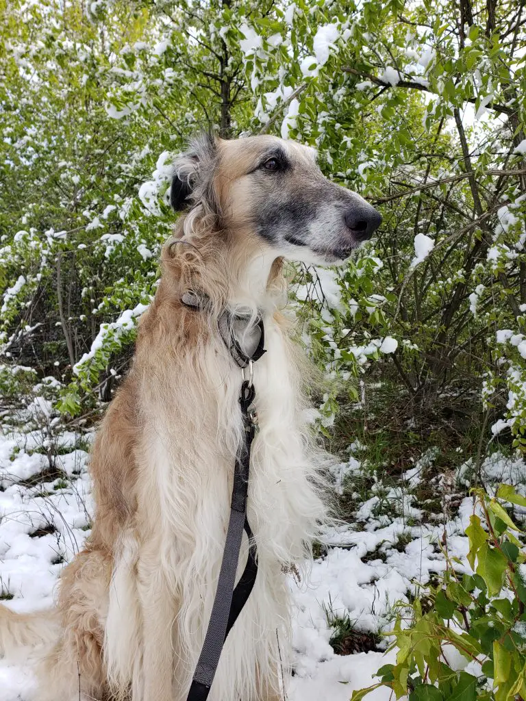 Borzoi Eyes Spaced Wide