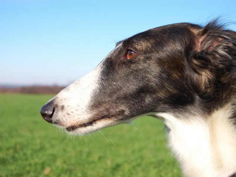 Borzoi Snoot Close Up. Side View of White Nose and Black Head.