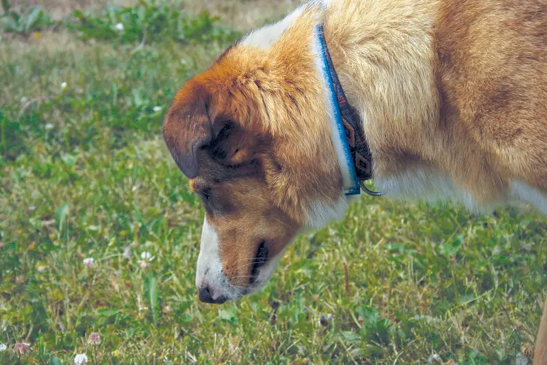Borzoi Collie Mix-Professional Bee-Killer- https://www.flickr.com/photos/swobes/191847479/ by Renee