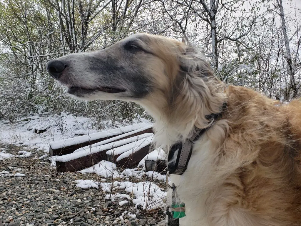 Sideview of  Borzoi long snout.  Winter background