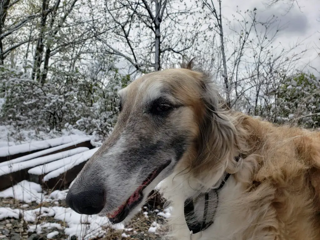 Brown Borzoi with Narrow Head and wide spaced eyes.  Winter Scenery in background