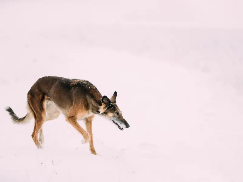 Borzoi Hunting in Snow. Hare Hunt in Belarus