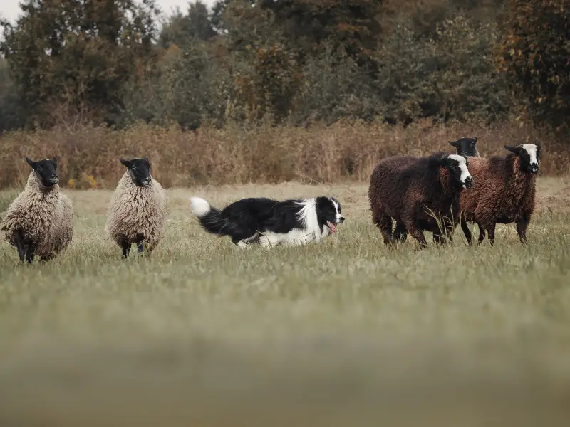 Collie Herding Sheep in Field