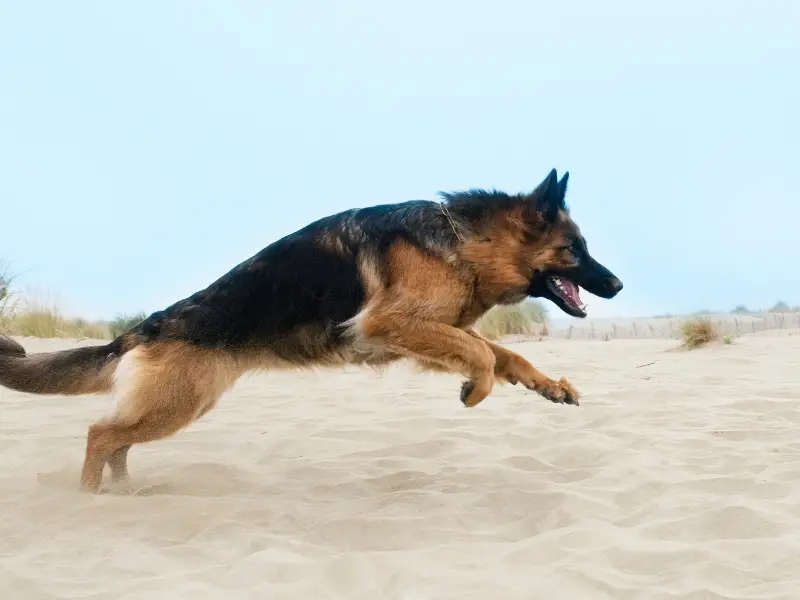 German Shepherd Running on beach