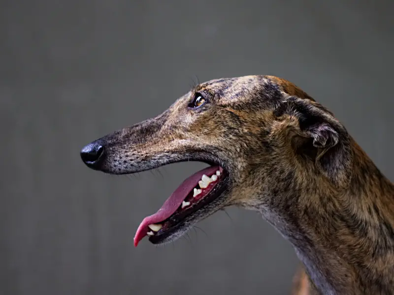 Greyhound Snout Sideview