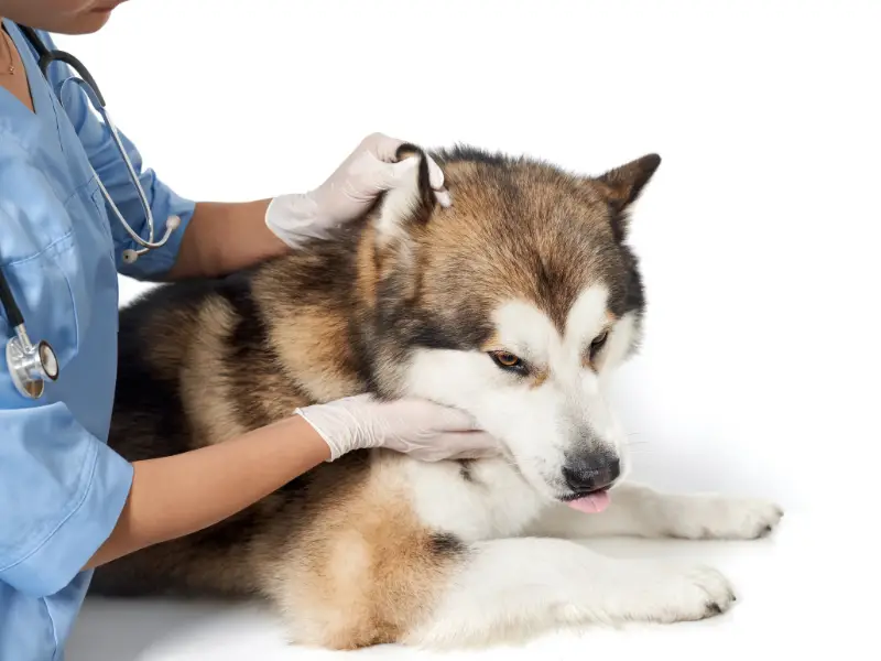 Husky being examined by vet