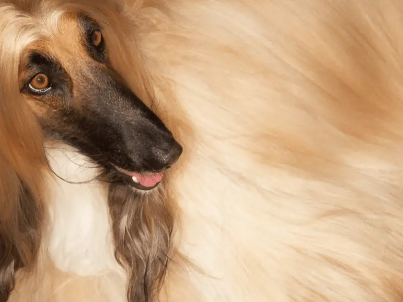 Closeup of Afghan dog long coat