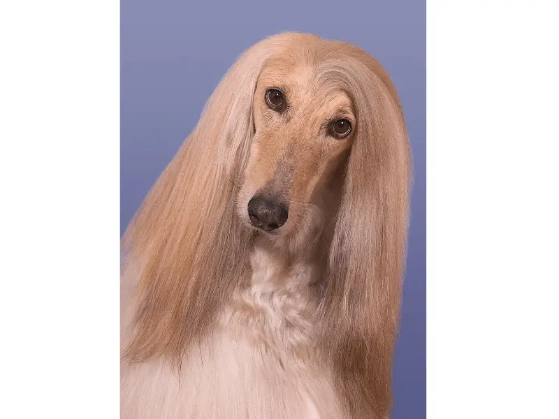 What does and Afghan Dog Look Like?  It has long hair that flows from and over its ears.