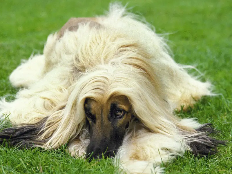 Afghan Hound Lying on Grass in Park