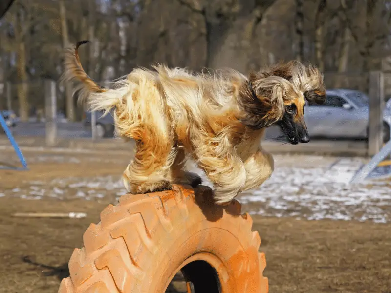 Afghan hound jumping off orange tire in park