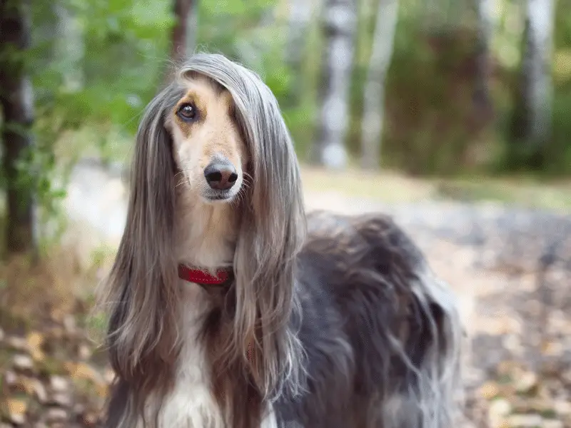 Afghan Dog With Hair Parted on One Side