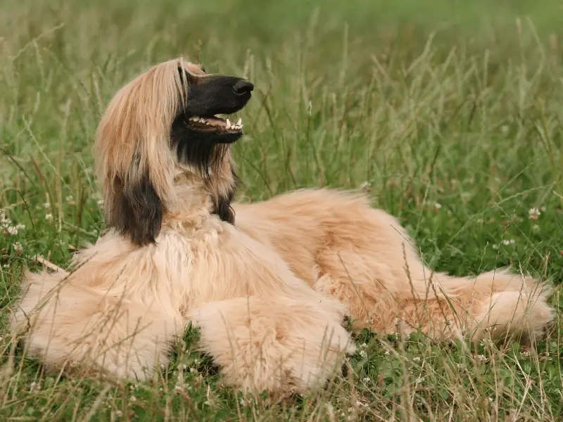 Afghan dog Resting in Grass