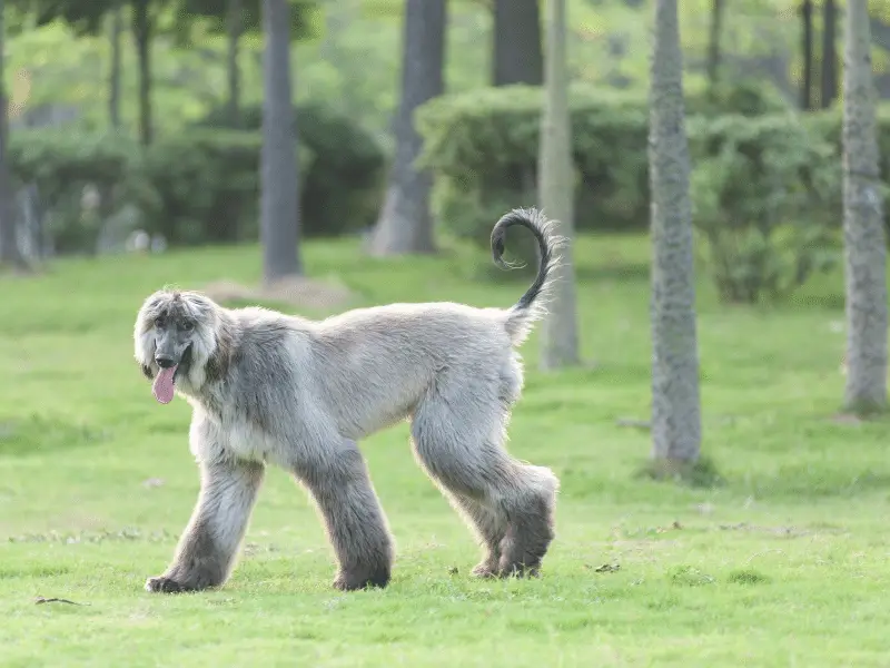 Afghan Hound Shaved?  Yes.  Just not too short.  This dog is regrowing its coat.