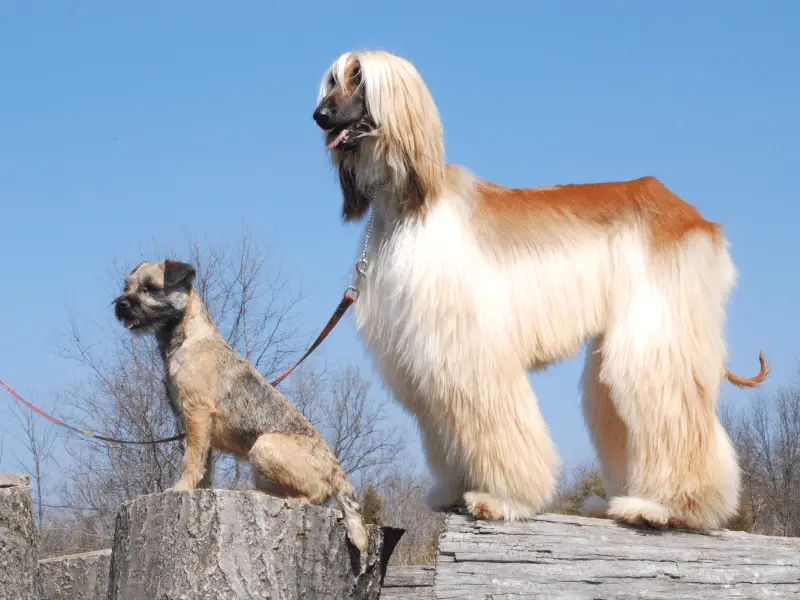 Afghan Hound size comparison to typical terrier type dog