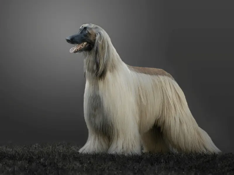 Afghan Hound Standing with Fully Groomed Coat