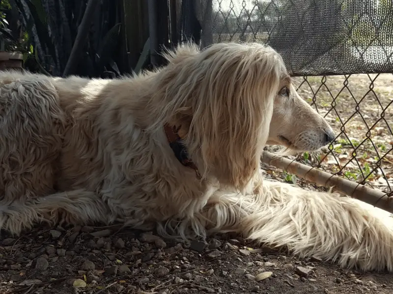 Ungroomed Afghan hound peering through wire fence