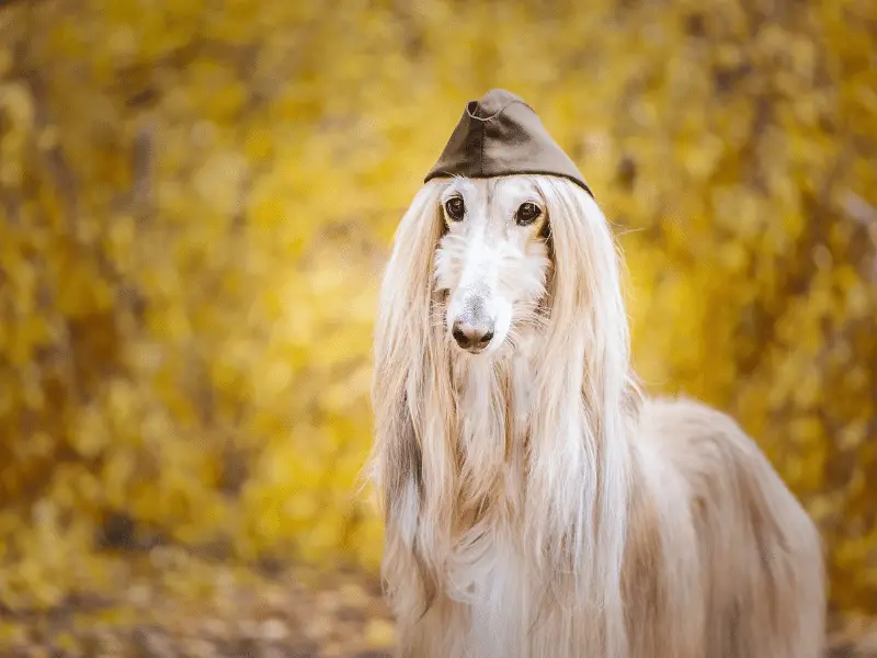 Afghan Hound Dressed in an Army Hat