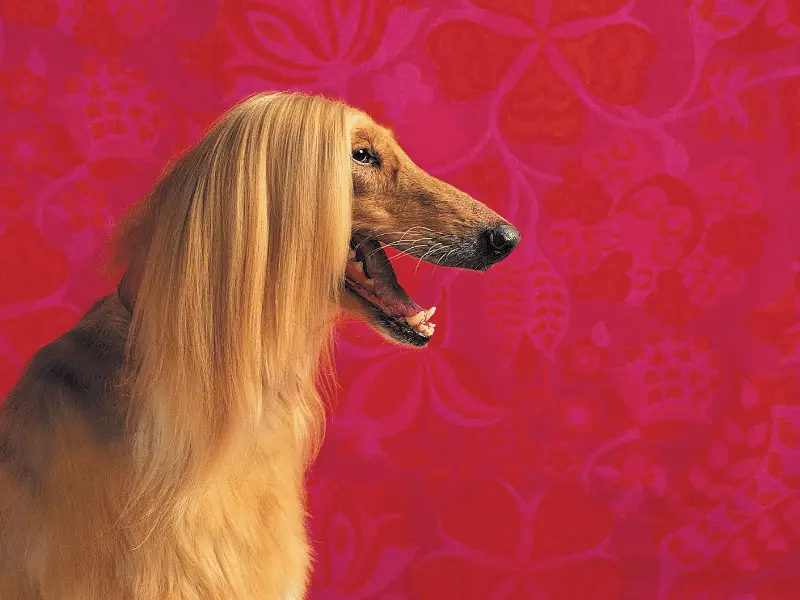 Afghan Hound in Profile View