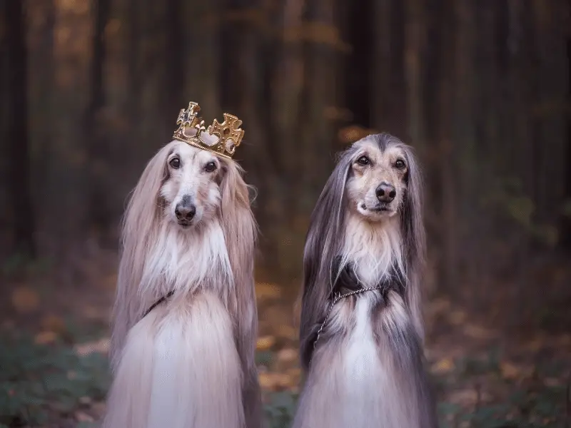 The King and Queen Afghan Hound