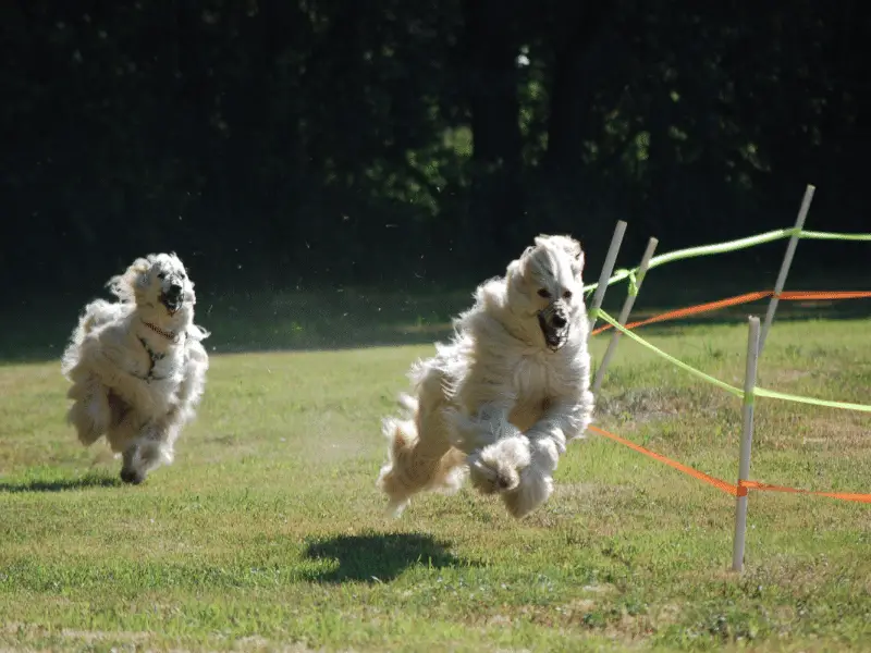 Afghan Hounds running at full speed on a course