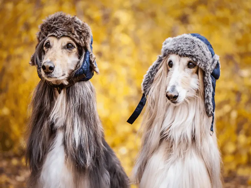 Pair of Afghan Hounds wearing aviator hats