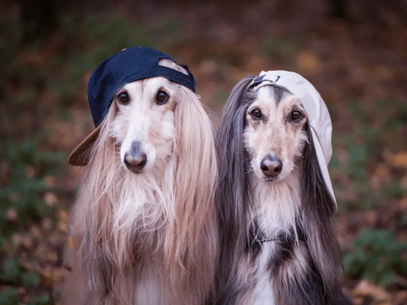 Casual Afghan Hound Dogs wearing baseball caps