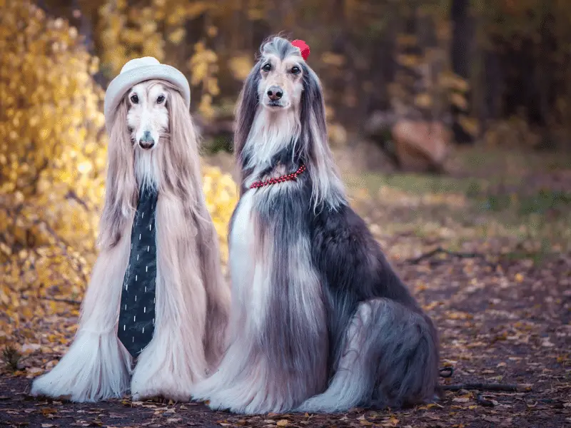 Pair of Afghan Hounds dressed in Formal Clothing