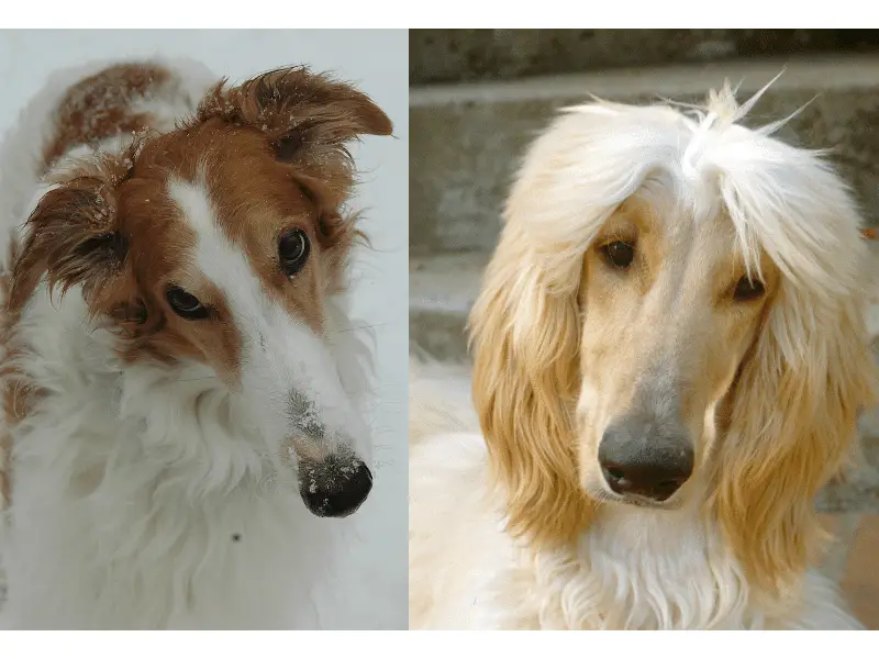 Afghan Hound vs Borzoi head.  Note nose width, eyes, and Ears
