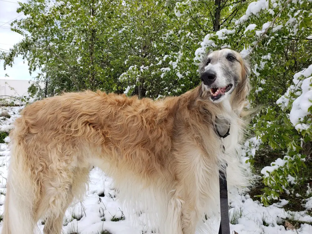 Long haired Borzoi photo comparing Borzoi and Greyhound dog breeds.