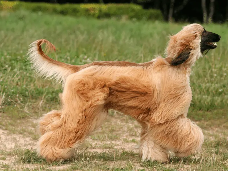 Trotting Afghan dog with long flowing coat.  The Afghan dog breed is a tall dog.
