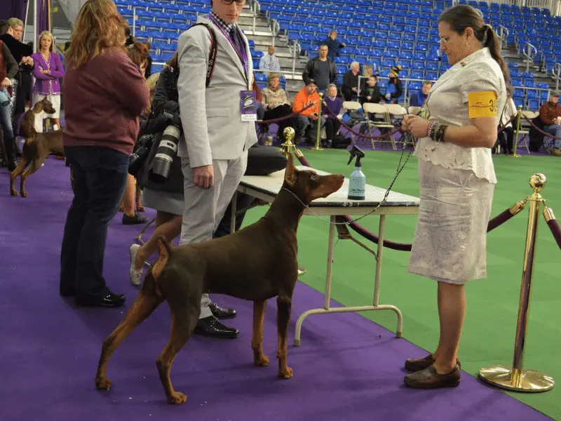 Doberman Pinscher, side view, at a dog competition.