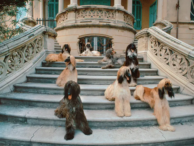 Eight Afghan Hounds Posed on Staircase