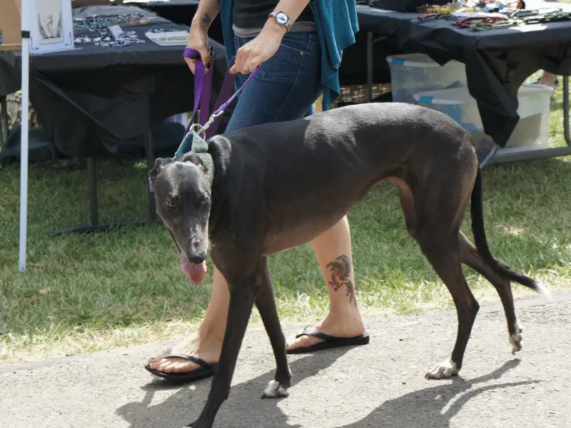 Greyhound is one of the tall skinny dogs